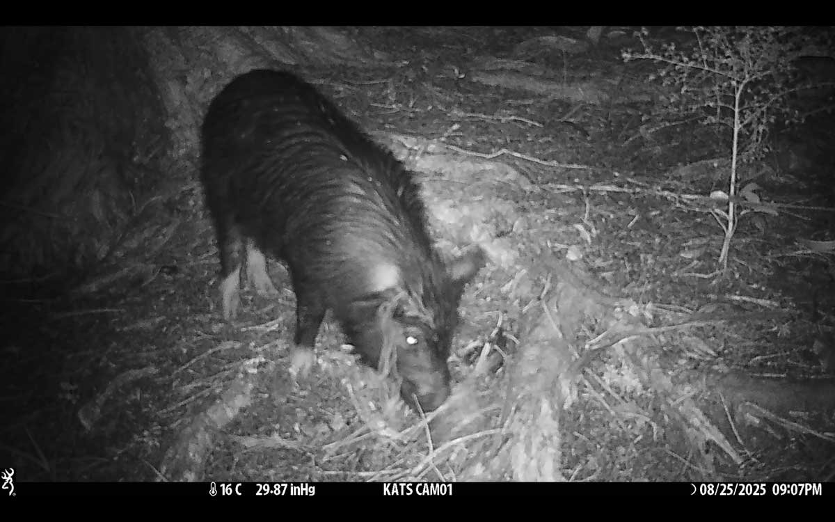A large black pig caught rooting around on the ground by the trail cam. A large black pig caught rooting around on the ground by the trail cam.
