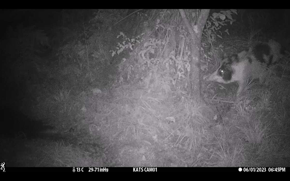 A large white-and-black spotted pig caught on the trail cam. A large white-and-black spotted pig caught on the trail cam.