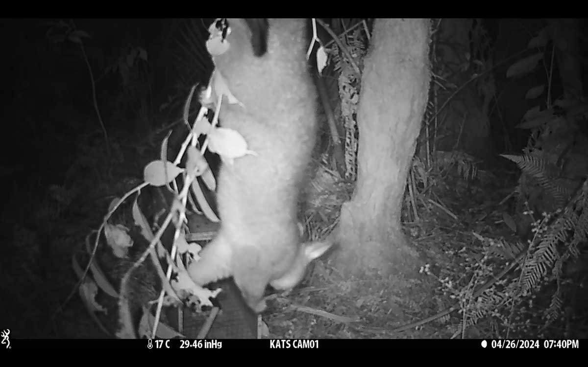A possum hangs upside-down from a tree, eating leaves and chilling. A possum hangs upside-down from a tree, eating leaves and chilling.