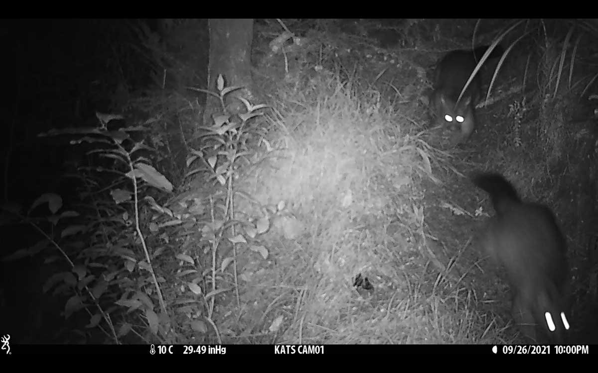 Two possums heading down a hill. Two possums heading down a hill.