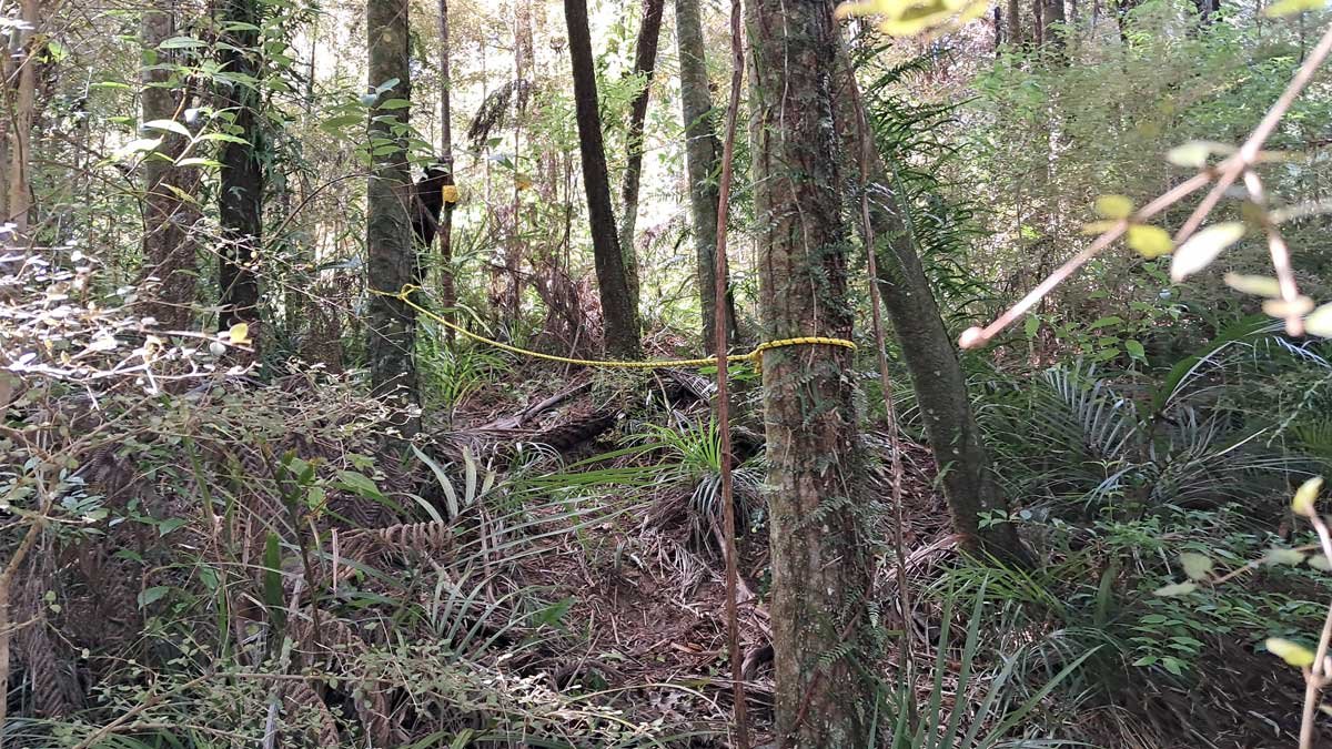 A yellow rope tied between two trees going up the hill to a d-rat trap. A yellow rope tied between two trees going up the hill to a d-rat trap.