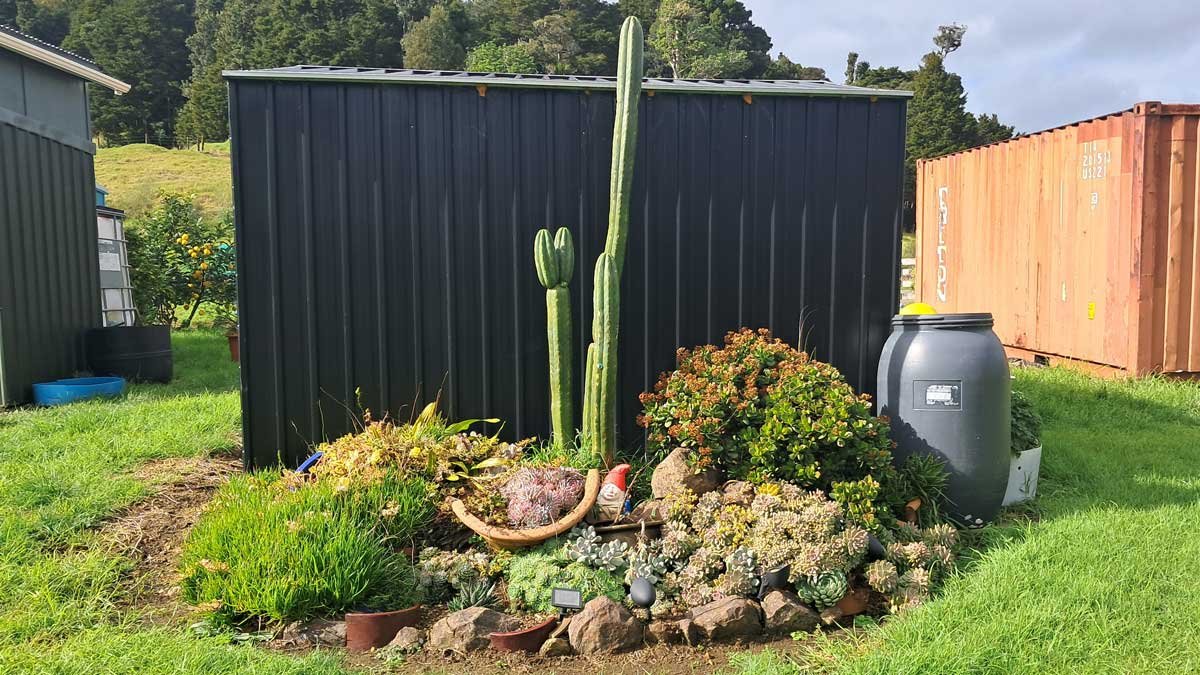 The succulent garden in 2025, featuring the cactus lady.