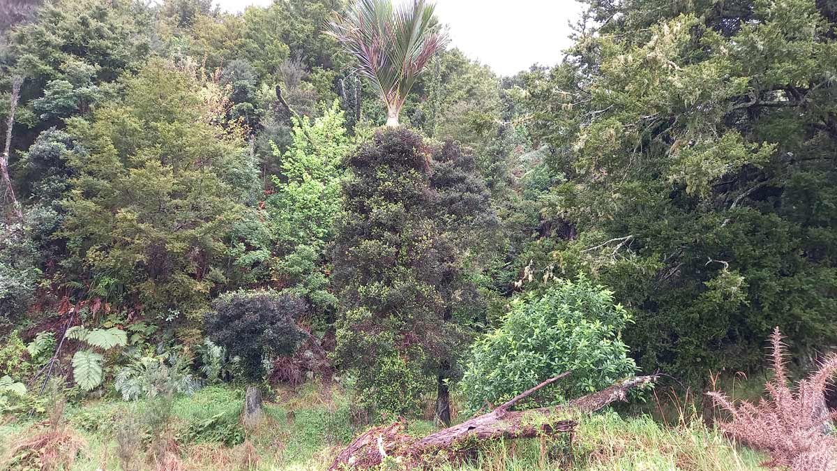 A wild place showing all the layers of nature. A wild place showing all the layers of nature.