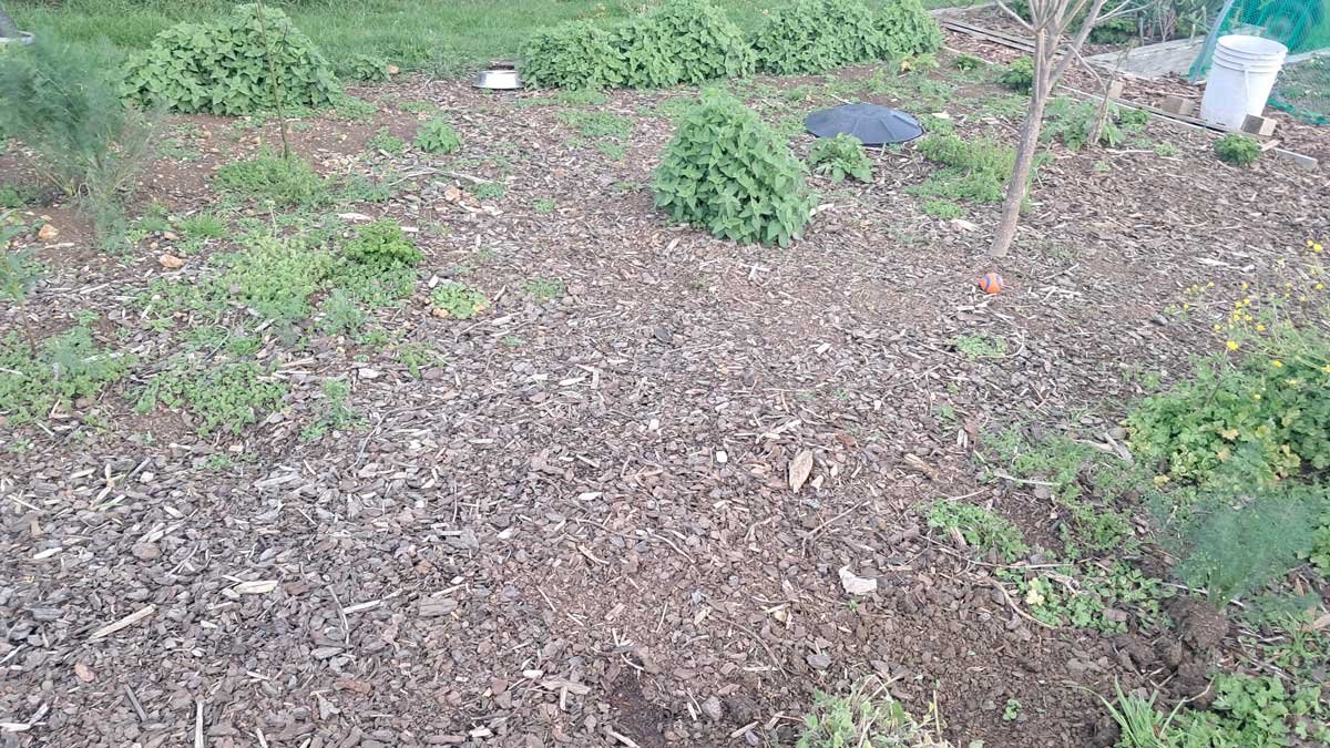 There's three beds and two intersecting paths in this photo, but you'd never know to look at it. There's three beds and two intersecting paths in this photo, but you'd never know to look at it.