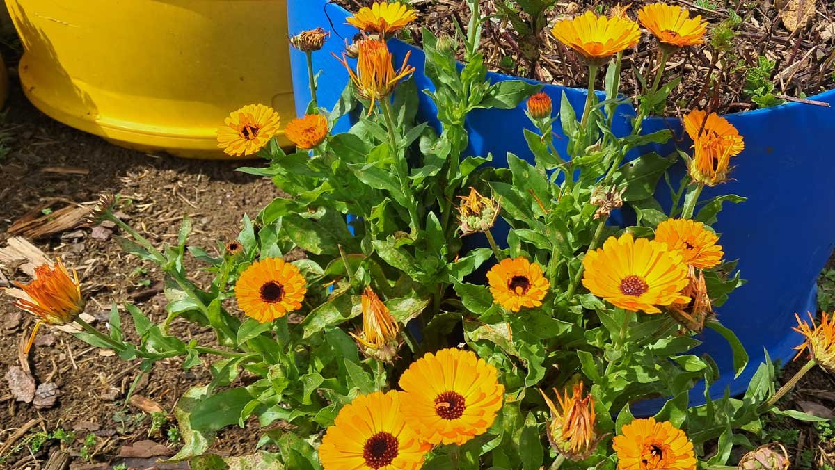 Calendula growing near some barrels. Calendula growing near some barrels.
