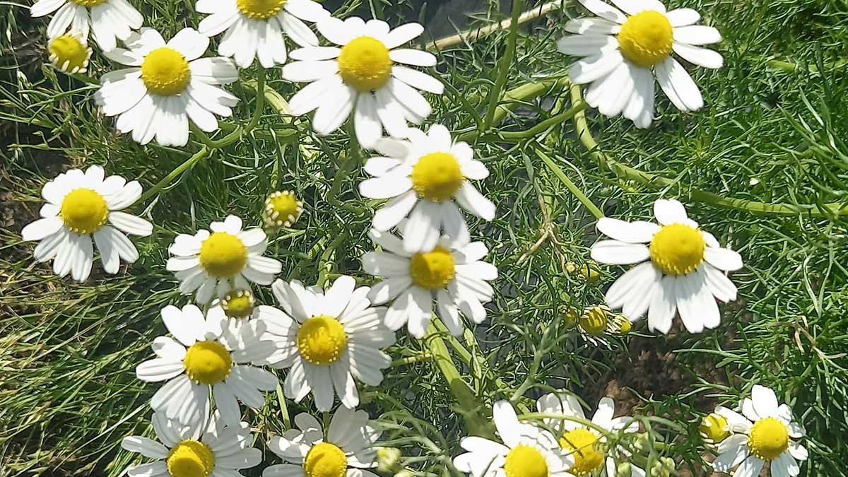 Chamomile flowers. Chamomile flowers.
