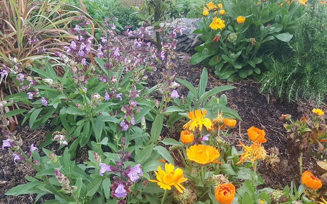Sage flowering between calendula and rosemary.