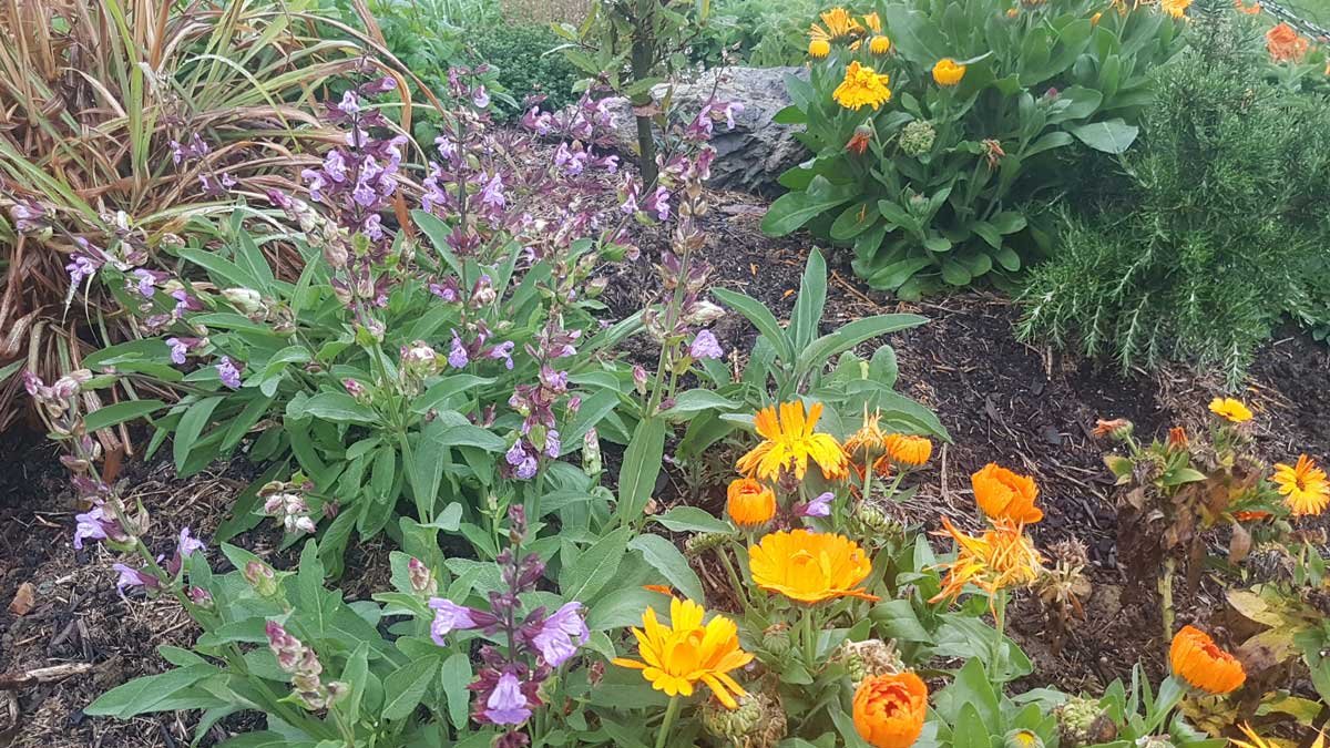 Sage flowering between calendula and rosemary.