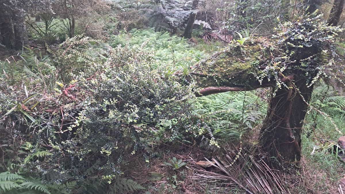 A ponga that died, then was colonised by white rata, then fell over when it became too top-heavy. A ponga that died, then was colonised by white rata, then fell over when it became too top-heavy.