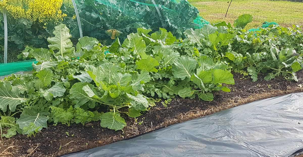 Brassica inter-planted with carrots and radish. Brassica inter-planted with carrots and radish.