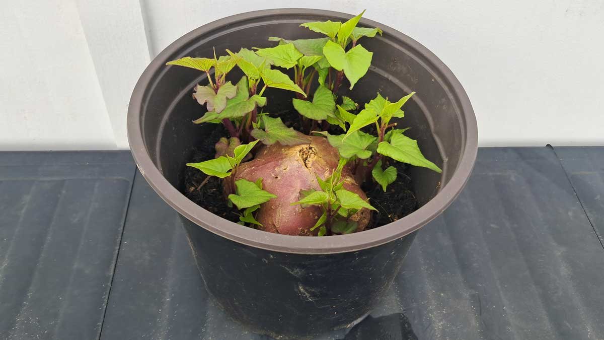 A kumara growing vines in a pot. A kumara growing vines in a pot.