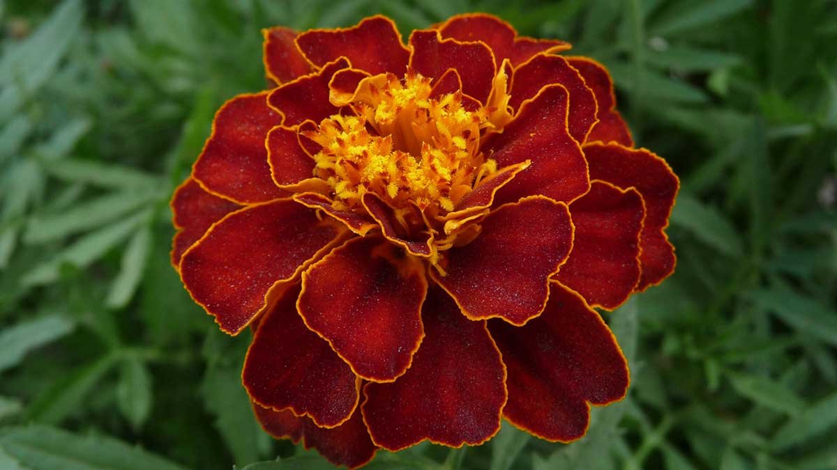 Marigold via Wikimedia Commons user George Chernilevsky. Marigold via Wikimedia Commons user George Chernilevsky.