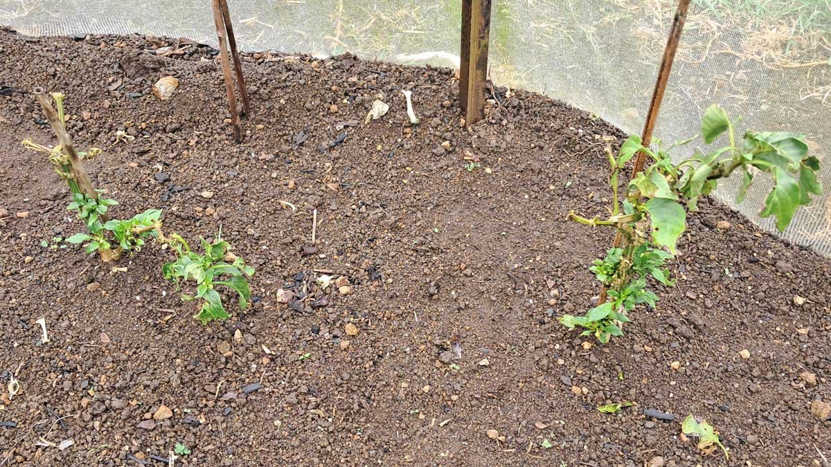 Two paprika plants slowly coming back from the dead. Two paprika plants slowly coming back from the dead.