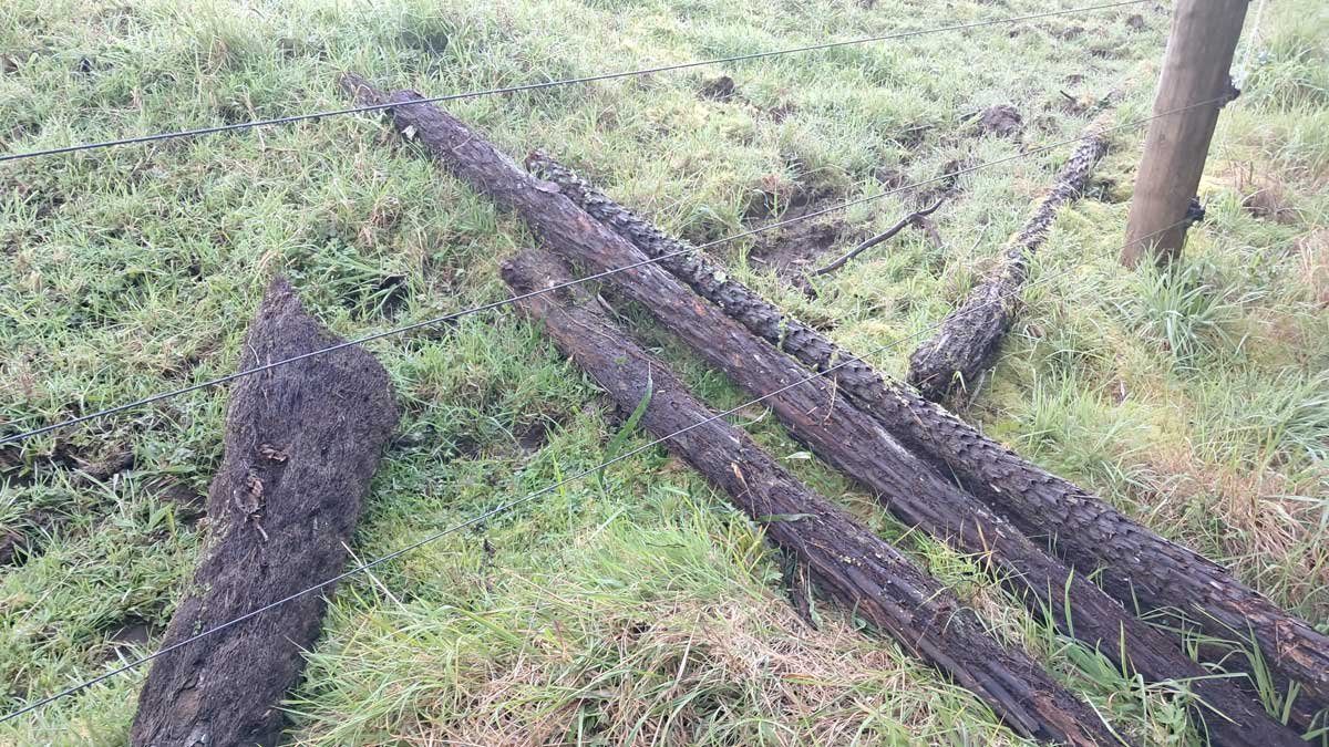 Several ponga logs lined up at the fenceline ready for transporting. Several ponga logs lined up at the fenceline ready for transporting.