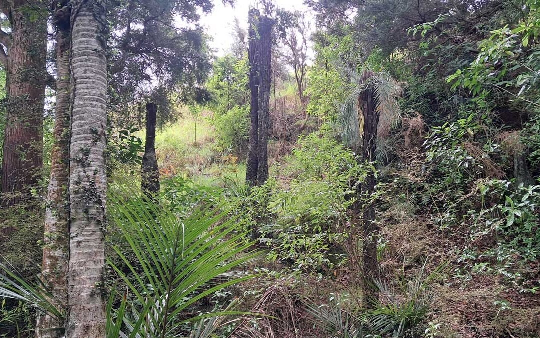 Standing ponga logs in the bush.