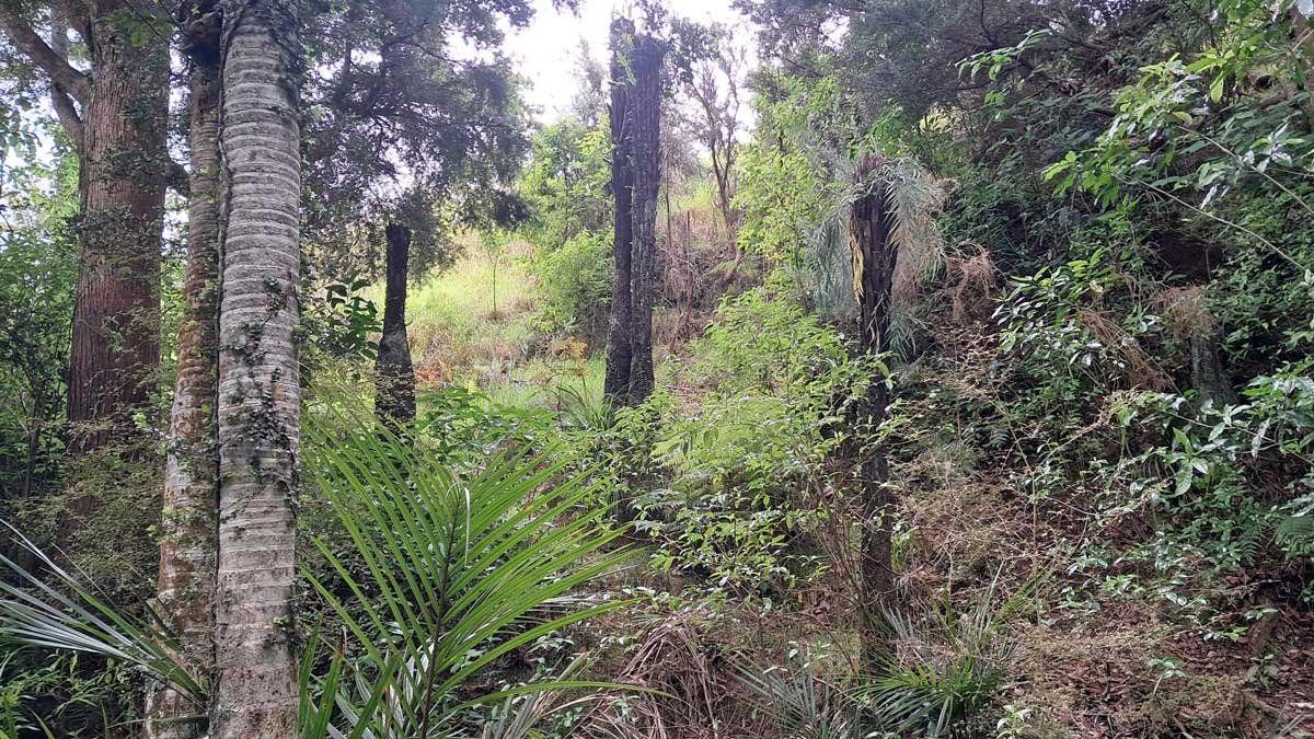 Standing ponga logs in the bush.