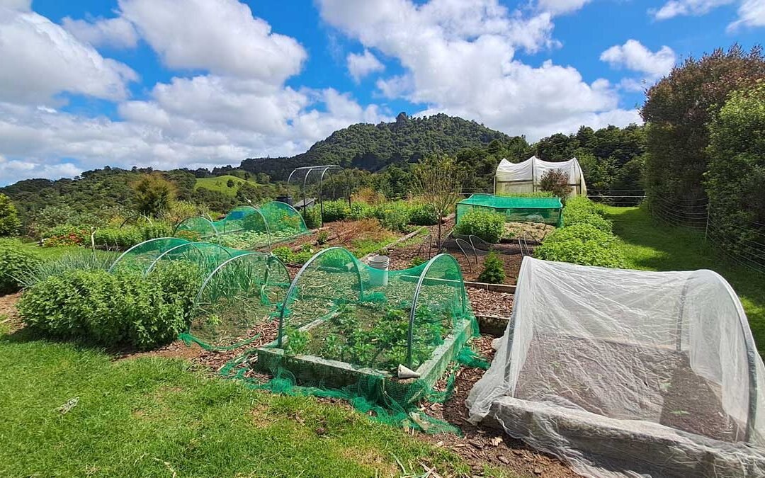 Actual garden, November 2025