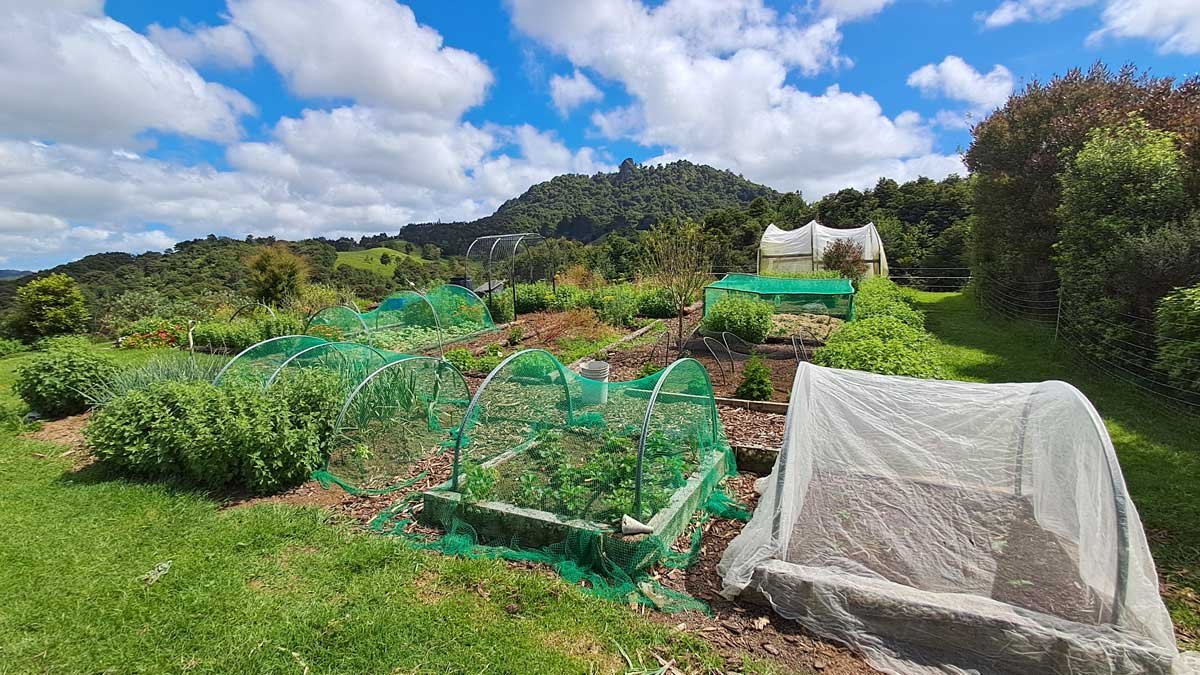 Actual garden, November 2025