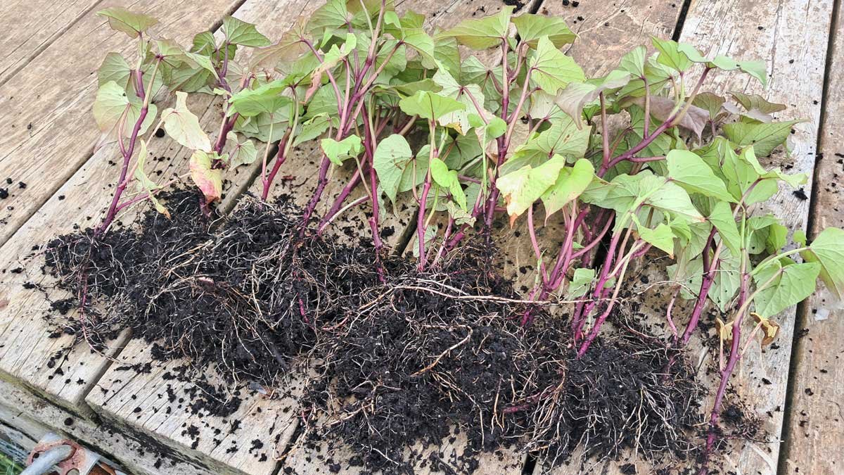 Kumara tipu spread out on the deck.