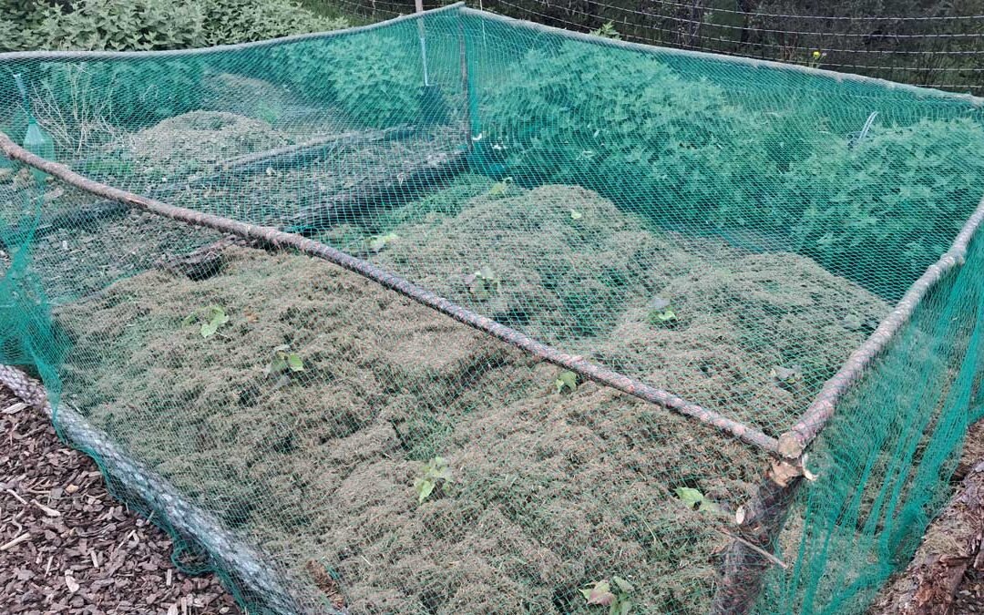 The planted māra kūmara with completed frame, and covered in bird net.