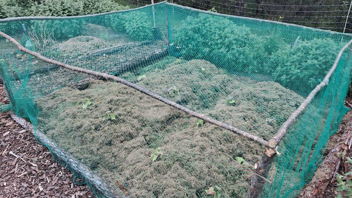 The planted māra kūmara with completed frame, and covered in bird net.