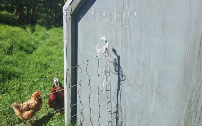 Outback Buildings chicken coop review