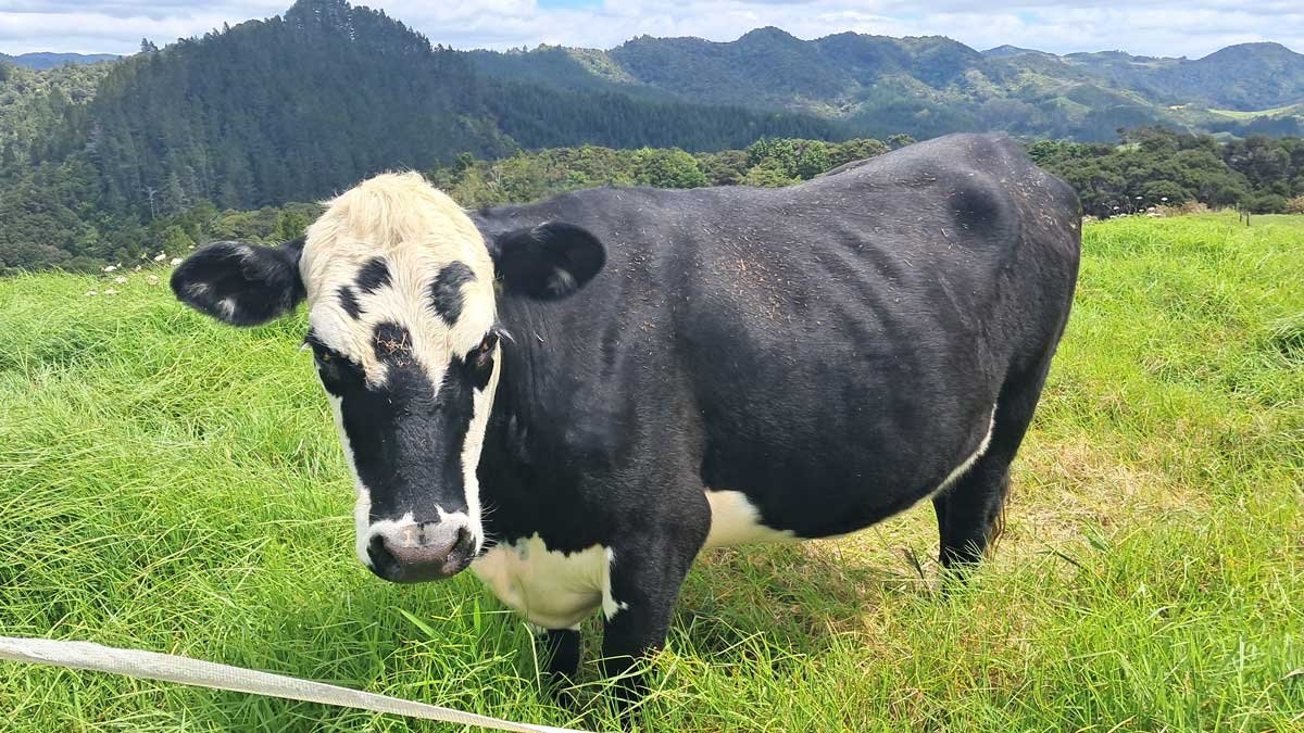 A black cow with a mostly-white face and black nose stands in a paddock of long green grass and looks towards the camera.