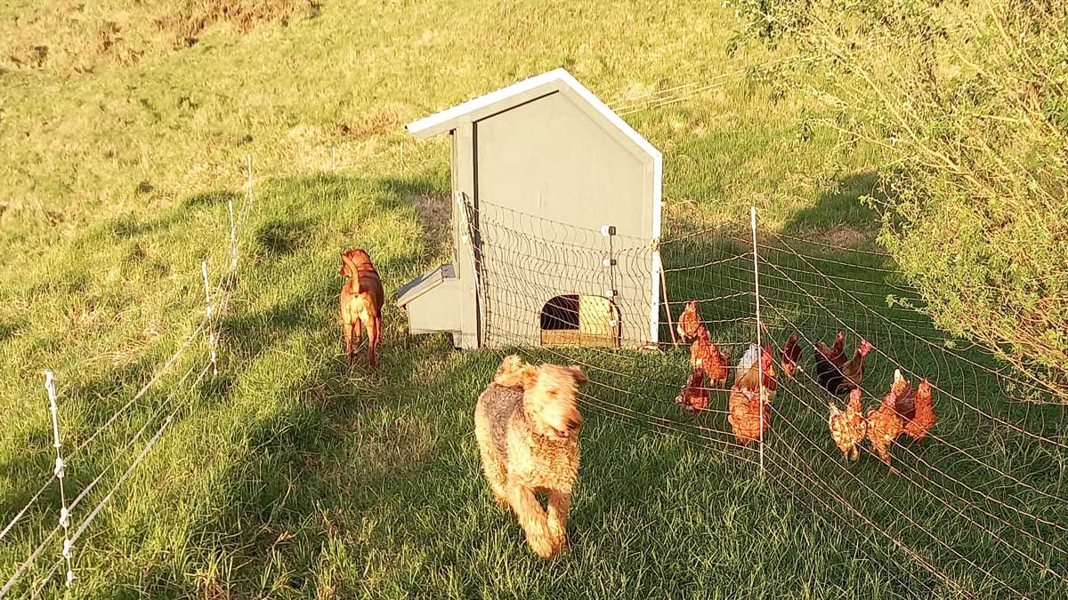 A photo of the coop taken a few weeks before the incident showing it at the top of a small rise, facing north.