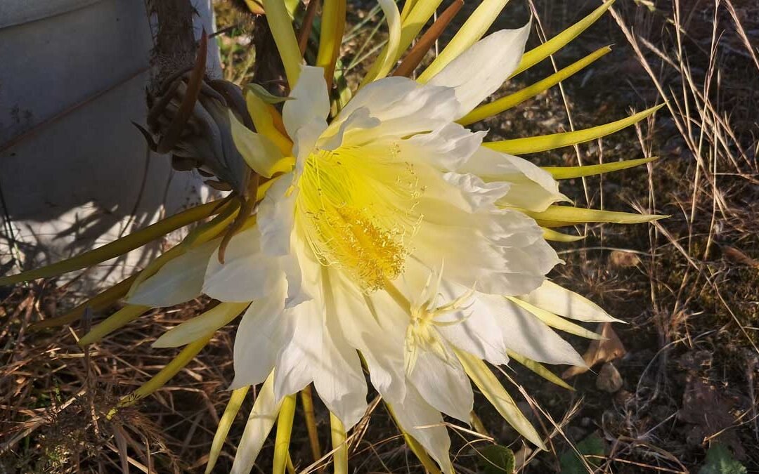 A white Dragon Fruit flower in the sun.