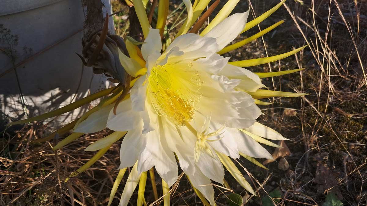 A white Dragon Fruit flower in the sun.