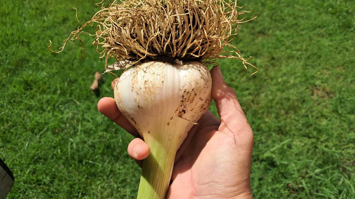 A bulb of elephant garlic in my hand.