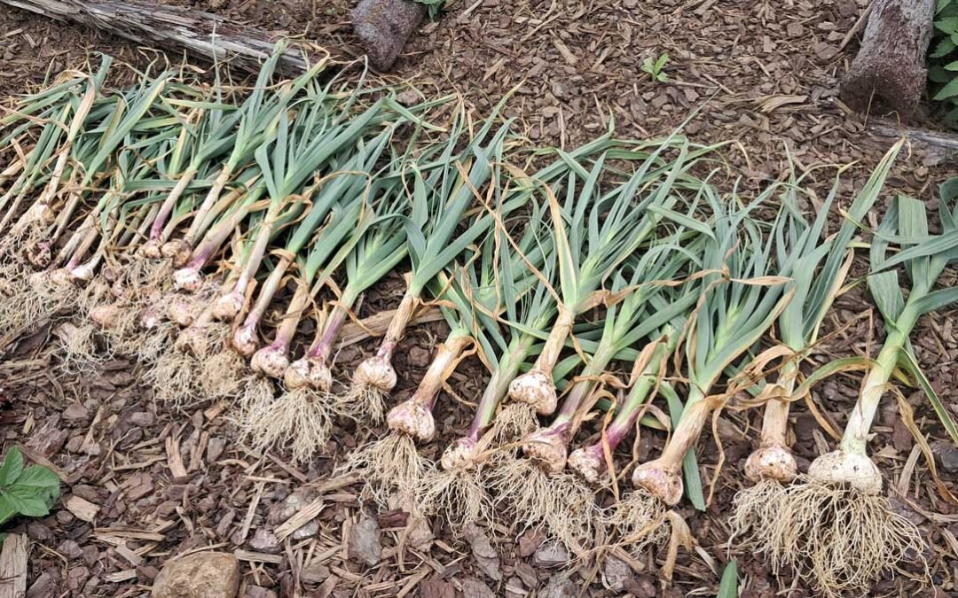 Garlic harvest 2025