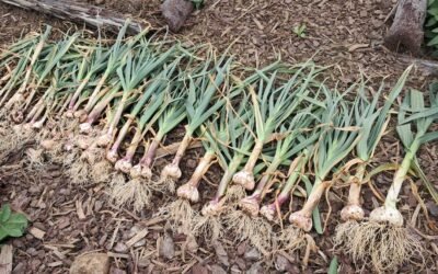 Garlic harvest 2025