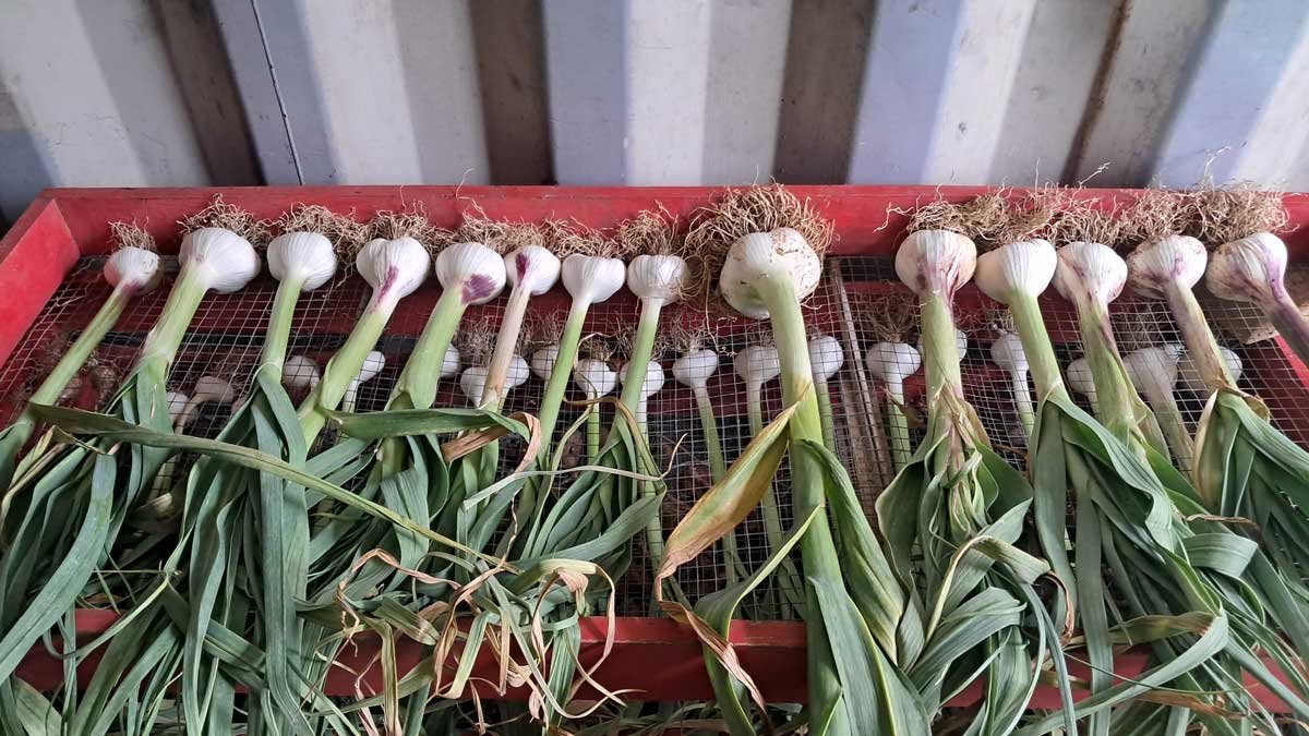 Garlic tidied up and sorted in the container for drying.
