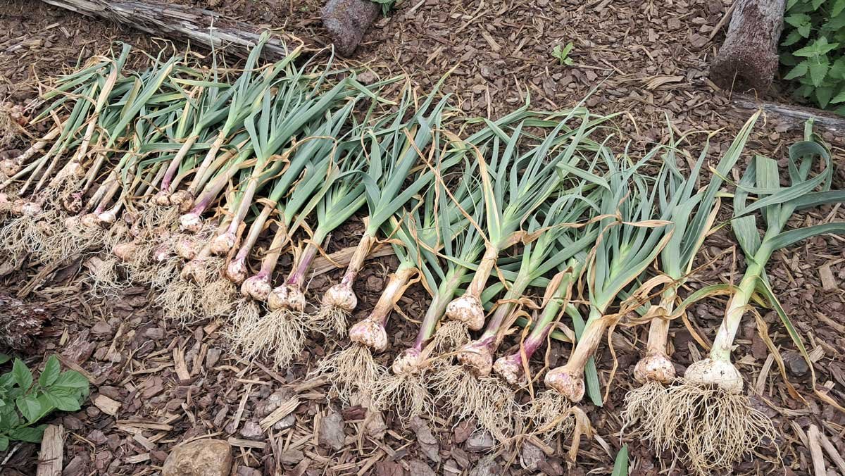 The 2025 garlic harvest laid out on a garden path immediately after puling it up.
