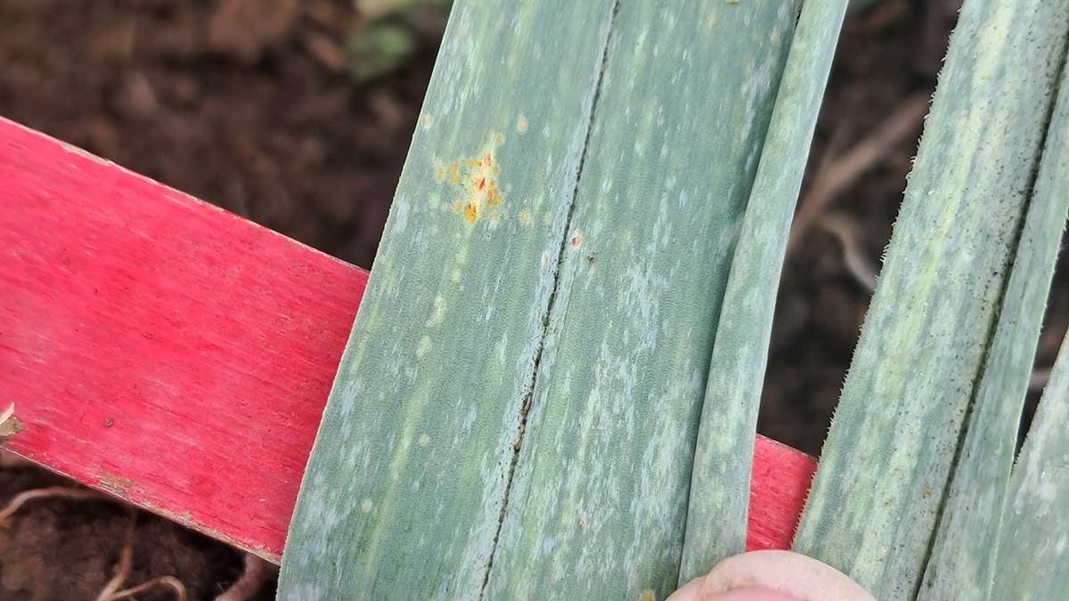 Tiny spots of garlic rust on one of my plants after harvest.