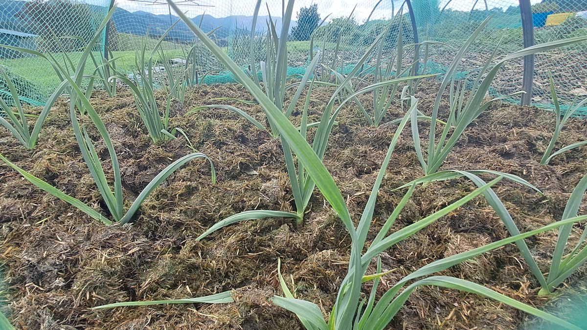 Garlic growing in the bed, September 2025.
