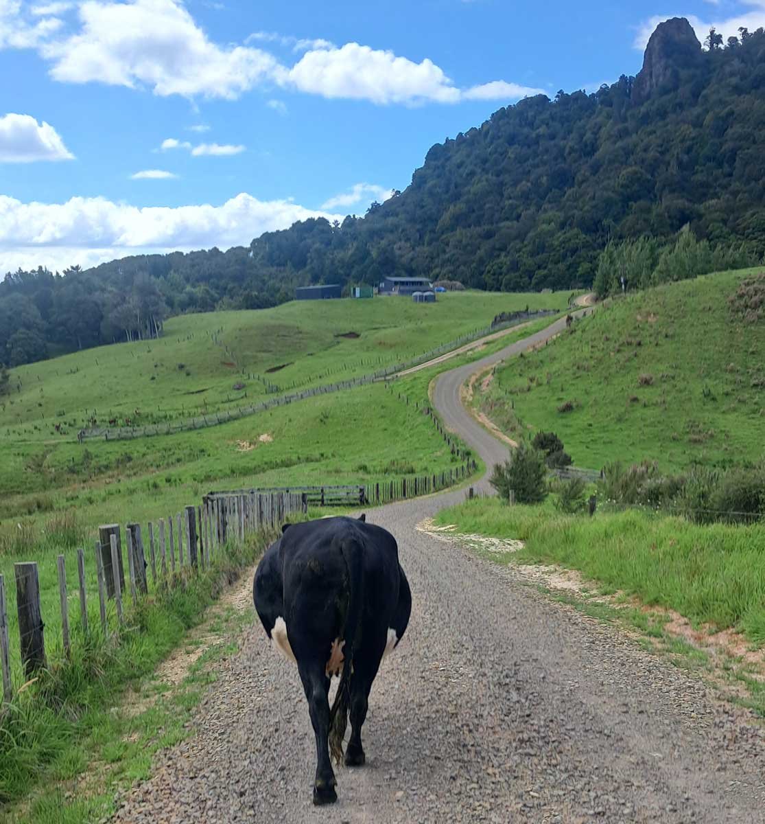 Walking the spare cow up to the stockyards.