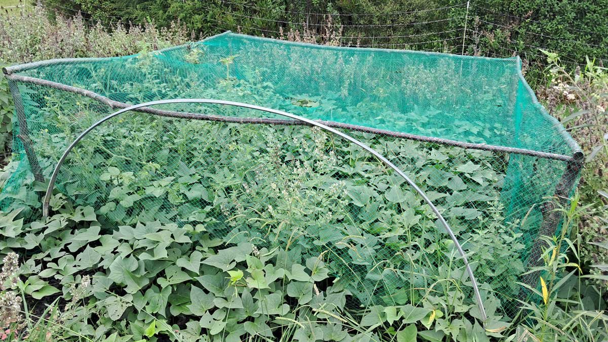 The māra kūmara in February 2026.