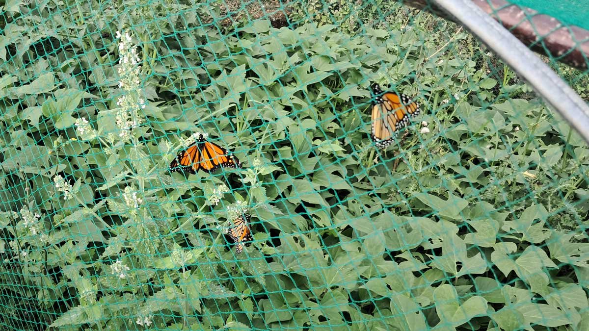 Three monarch butterflies caught inside the māra kūmara.