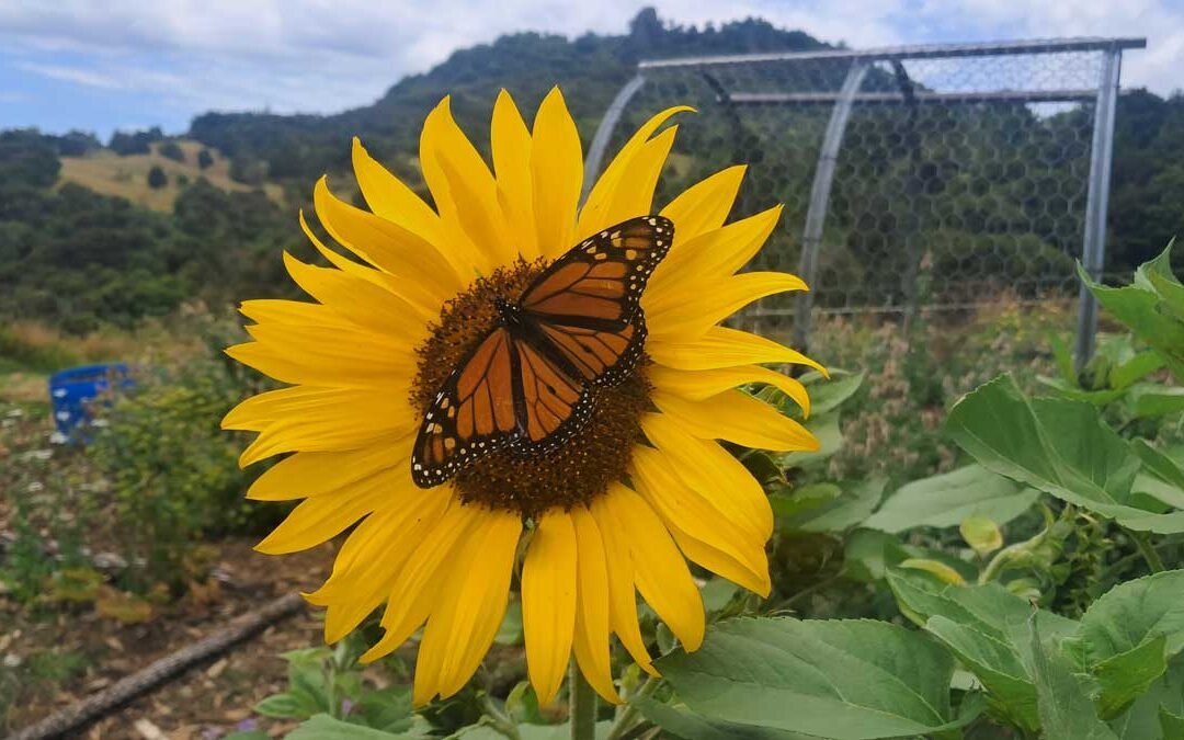 A monarch butterfly perches in a blooming sunflower.