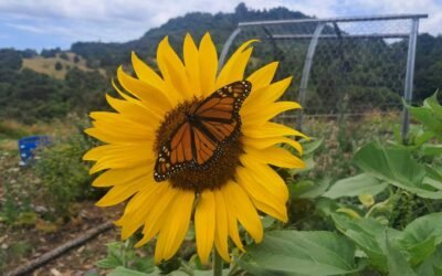 A monarch butterfly perches in a blooming sunflower. A monarch butterfly perches in a blooming sunflower.