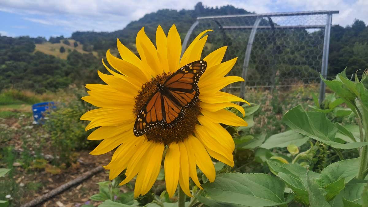 A monarch butterfly perches in a blooming sunflower.