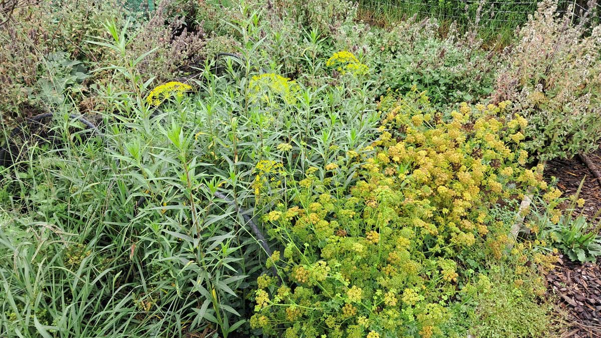 The 2026 peanut bed which is mostly plants that are not peanuts.