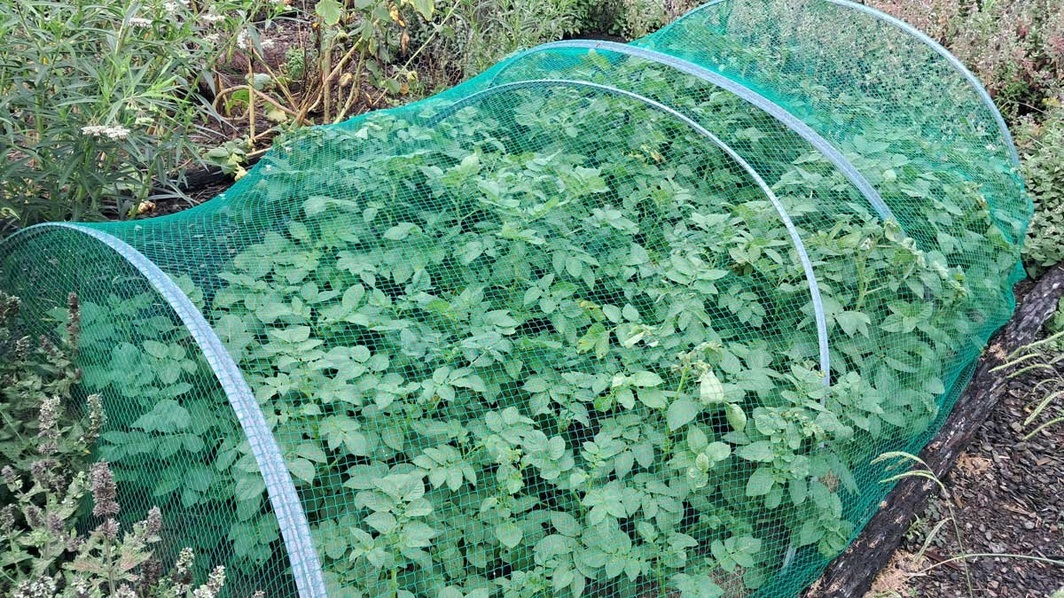 Potato bed, Feb 2026.