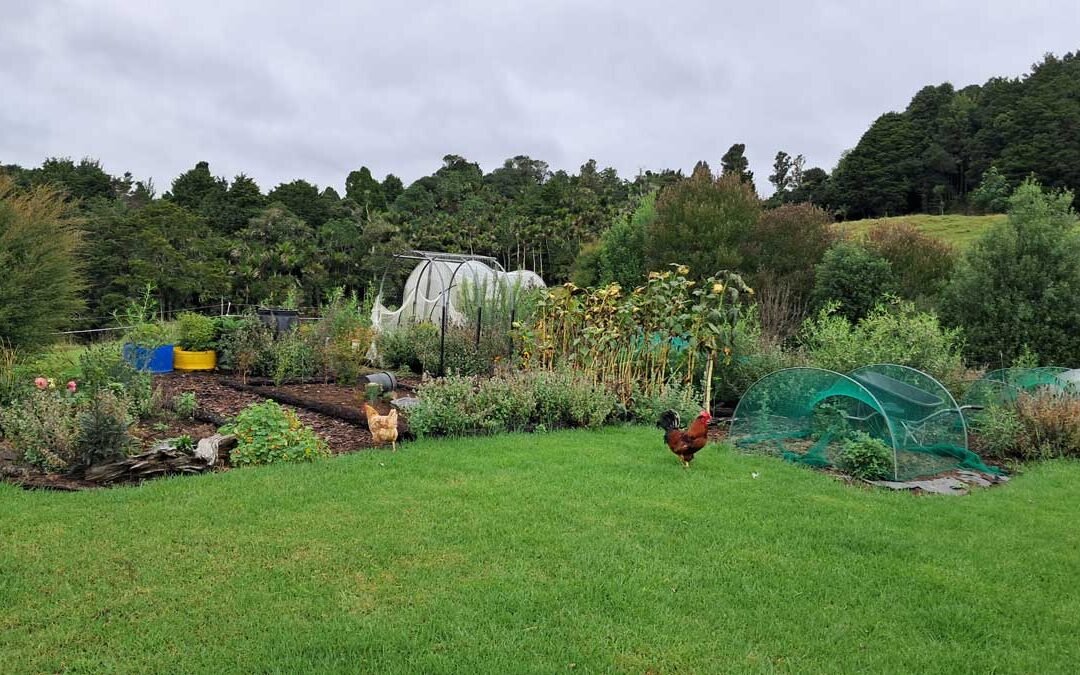 View of the full garden with a loose rooster in front of it.