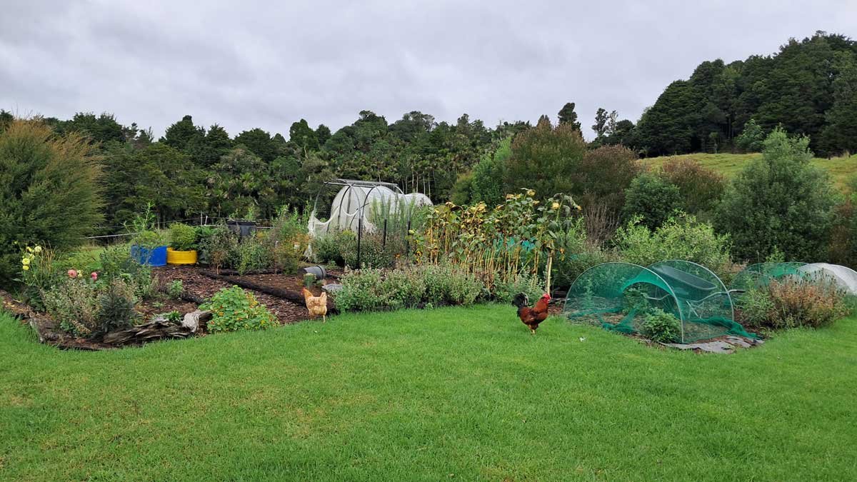 View of the full garden with a loose rooster in front of it.