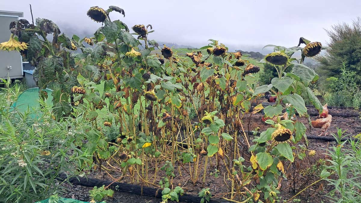 Spent sunflowers drooping on a rainy day.