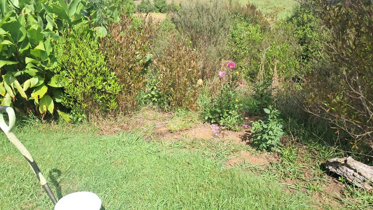 The spring bulb garden as it was in February 2026.