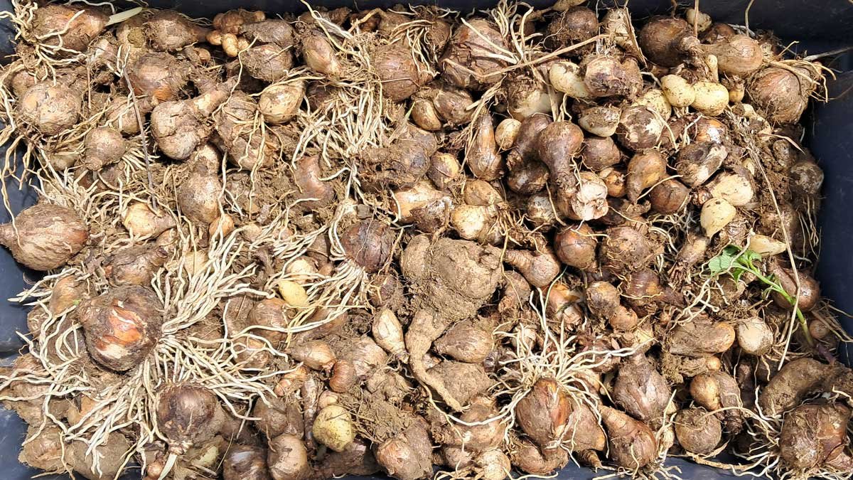 A bin filled with spring bulbs.